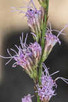 Shortleaf blazing star